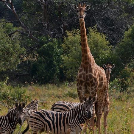 Отель Intaba Thulile Maanhaarrand Экстерьер фото